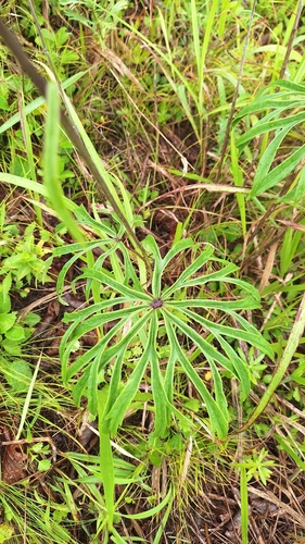 Syneilesis aconitifolia, photograph 6