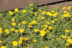 Taraxacum officinale