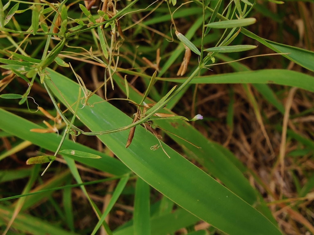 Vicia tetrasperma; photograph (c) carnifex, some rights reserved (CC BY)
