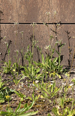 Capsella bursa-pastoris