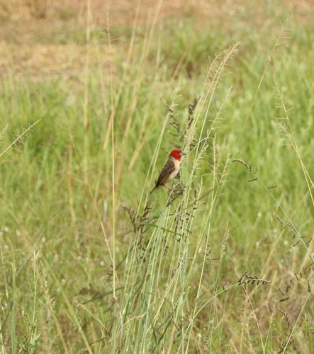 Red-headed Quelea