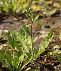 Capsella bursa-pastoris