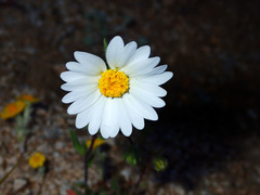 Layia glandulosa