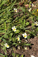 Viola arvensis