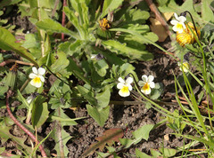 Viola arvensis