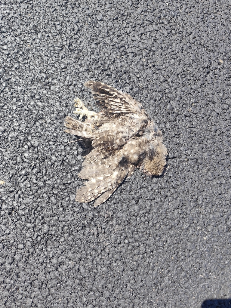Western European Little Owl