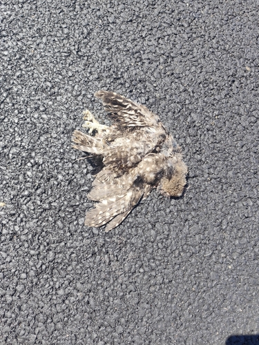 Western European Little Owl