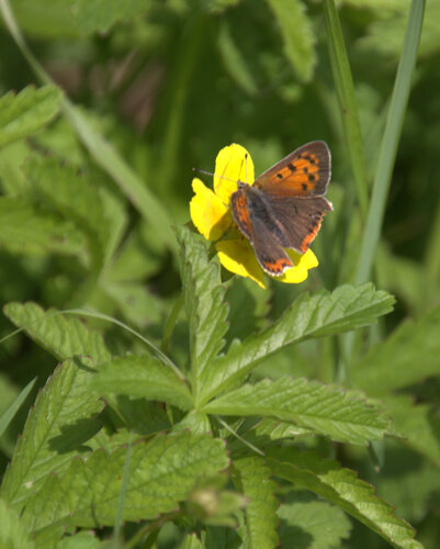 Small Copper