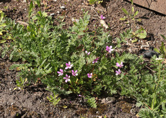 Erodium cicutarium
