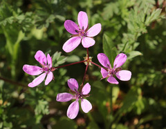 Erodium cicutarium