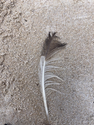Plume de Huîtrier pie