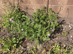 Erodium cicutarium