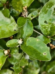 Croton cascarilloides, photograph (c) 雲一百香果, some rights reserved (CC BY)