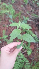 Clinopodium chinense, photograph (c) Violetta Dzizyurova, some rights reserved (CC BY)