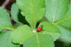 Conocephalus melaenus
