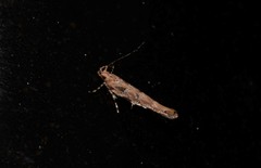 Anatrachyntis rileyi