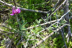 Indigofera sp-aff-platypoda