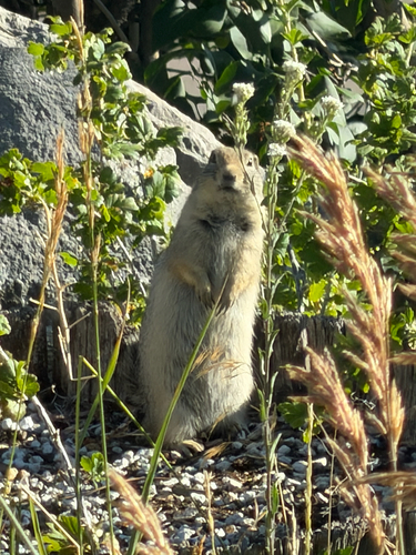Wyoming Ground Squirrel observed by matthew5294