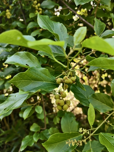 Mallotus repandus, photograph 3