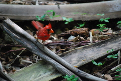 Cardinalis cardinalis mariae