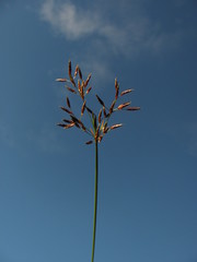Fimbristylis complanata