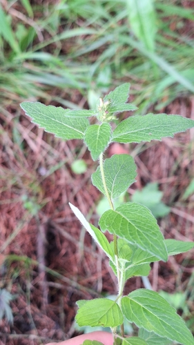 Clinopodium chinense, photograph 5