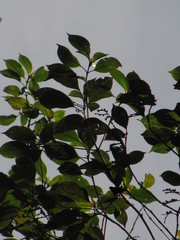 Guettarda crispiflora