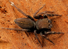 Cyrba lineata