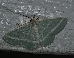 Mixocera latilineata