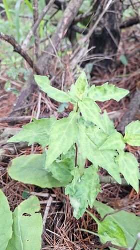 Aster ageratoides, photograph 5