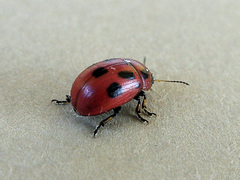 Gonioctena fornicata
