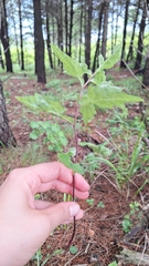 Aster ageratoides, photograph (c) Violetta Dzizyurova, some rights reserved (CC BY)
