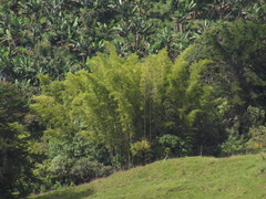 Guadua angustifolia