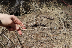 Astragalus uliginosus