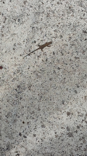 Common Wall Lizard