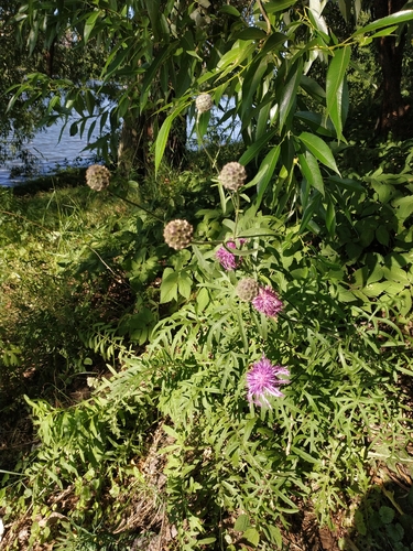 Наблюдение на iNaturalist