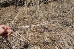 Astragalus uliginosus
