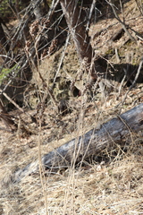 Astragalus uliginosus