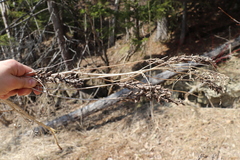 Astragalus uliginosus