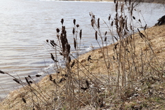 Astragalus uliginosus