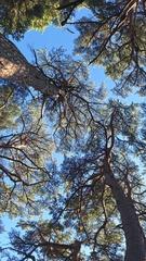Pinus densiflora, photograph (c) Violetta Dzizyurova, some rights reserved (CC BY)