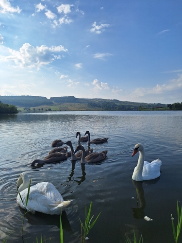Mute Swan