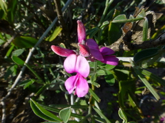 Indigofera sp-aff-platypoda