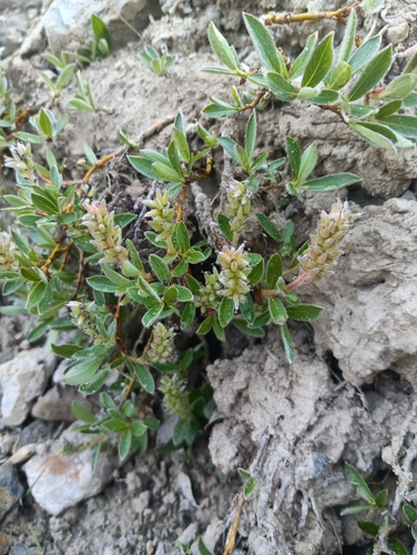 Salix cascadensis