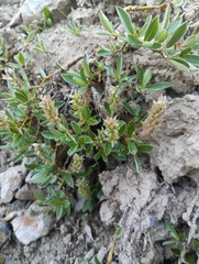 Salix cascadensis