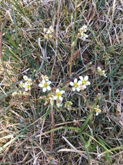 Cochlearia officinalis
