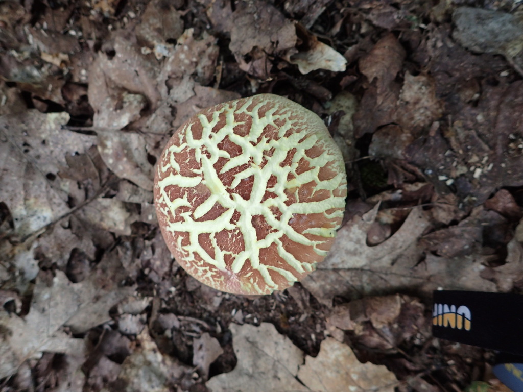 Red-cracking Bolete · July 2026 · photo: Photo: no rights reserved · iNaturalist