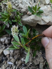 Salix cascadensis, photograph author not stated, no rights reserved