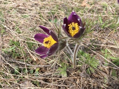 Pulsatilla montana