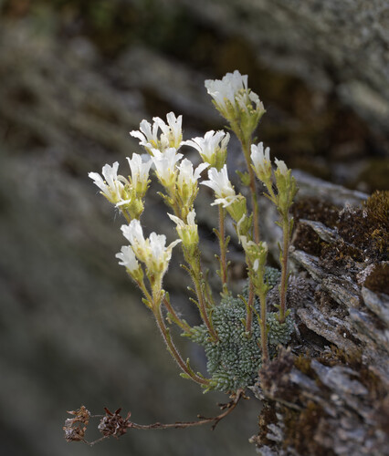Saxifraga diapensioides, photograph 4